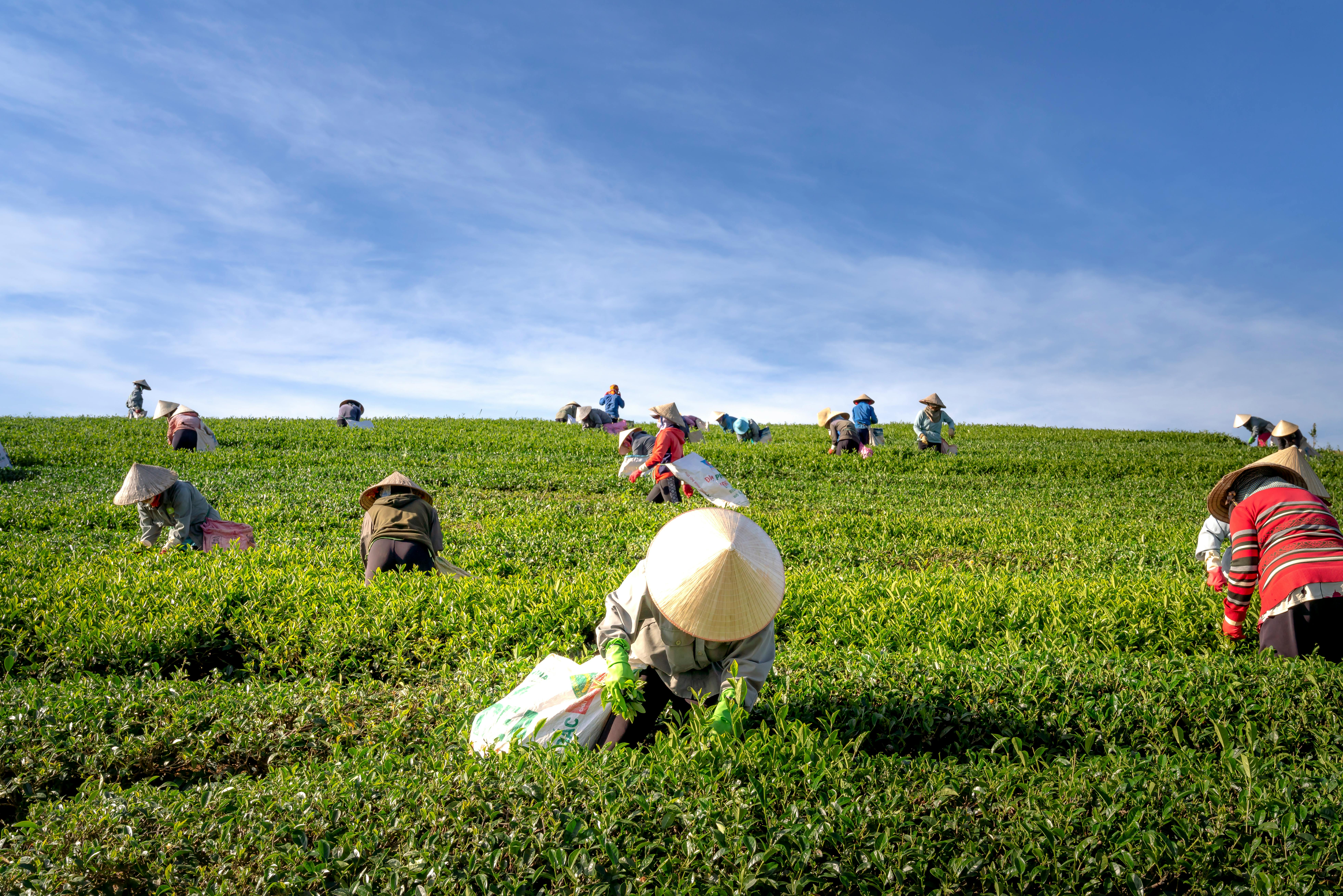 Farmers
