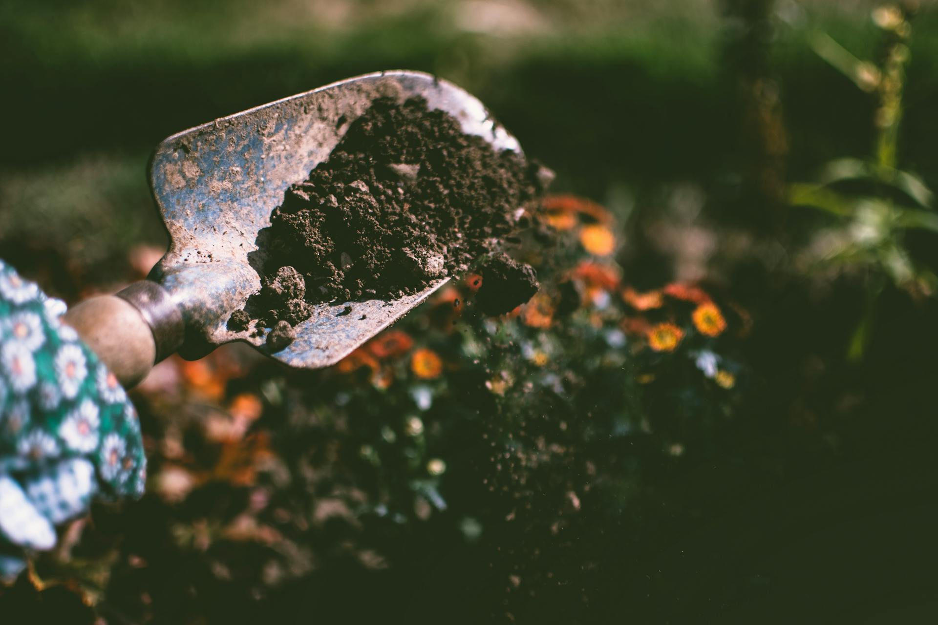 Gardener applying fertilizer to raised-bed garden